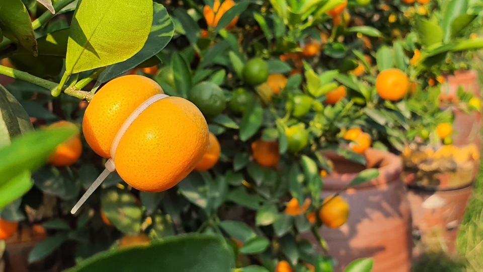 Quất hồ lô siêu “độc”, mới thử nghiệm đã bán cả nghìn cây - 5 Quất hồ lô siêu “độc”, mới thử nghiệm đã bán cả nghìn cây - 5