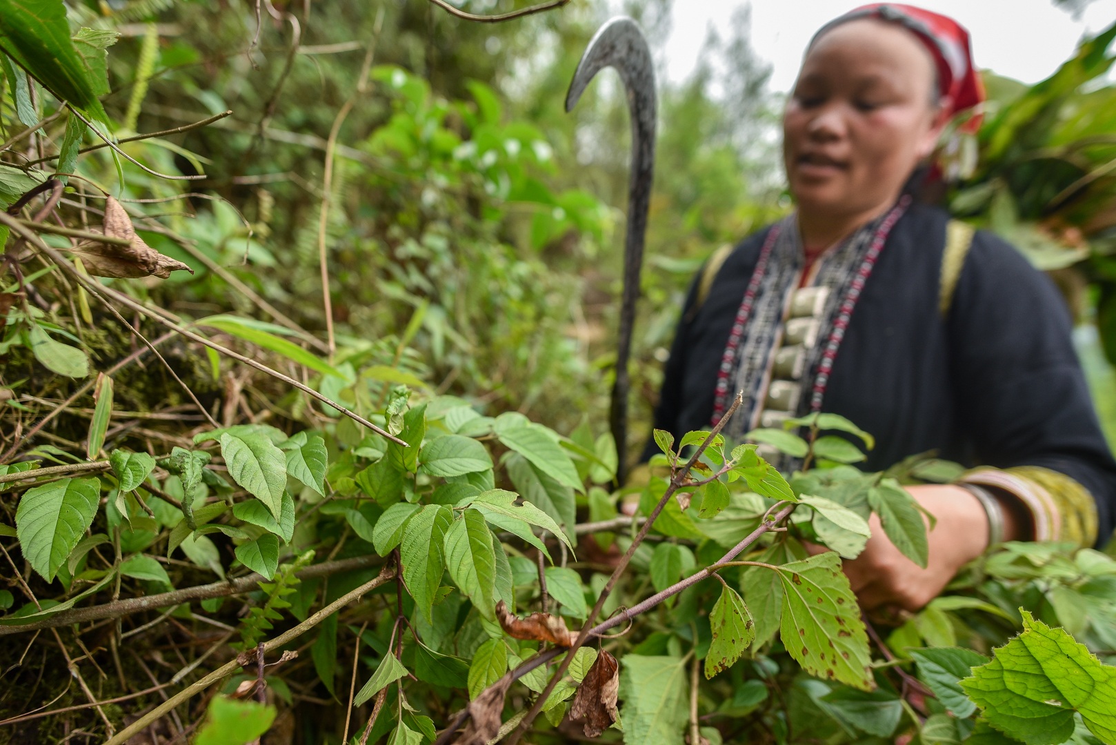 Băng rừng theo người Dao đỏ Sapa đi hái lá thuốc tắm thần dược - 8 Băng rừng theo người Dao đỏ Sapa đi hái lá thuốc tắm thần dược - 8
