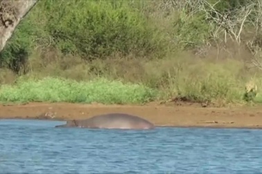 Mải mê tắm bùn, lợn bướu suýt mất mạng trước sư tử