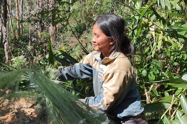 Người dân "băng rừng" đi hái "lộc trời" những ngày đầu năm
