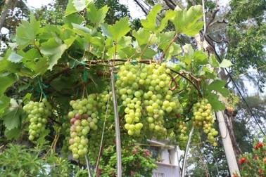 Kiểng nho lạ mắt, giá bạc triệu hút khách đến xem