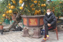 Vì sao đào, quất ế ẩm người bán vẫn cố bám trụ đến giao thừa?