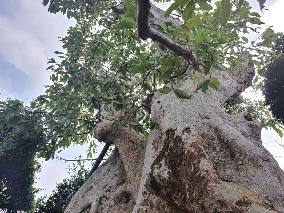 “Siêu” sung cổ thụ, chủ vườn rao bán 1,2 tỷ đồng “miễn mặc cả” gây xôn xao Hà Nội - 7 “Siêu” sung cổ thụ, chủ vườn rao bán 1,2 tỷ đồng “miễn mặc cả” gây xôn xao Hà Nội - 7