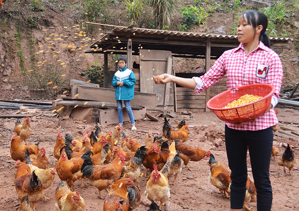 Mô hình giảm nghèo từ nuôi gà đặc sản - 1 Mô hình giảm nghèo từ nuôi gà đặc sản - 1