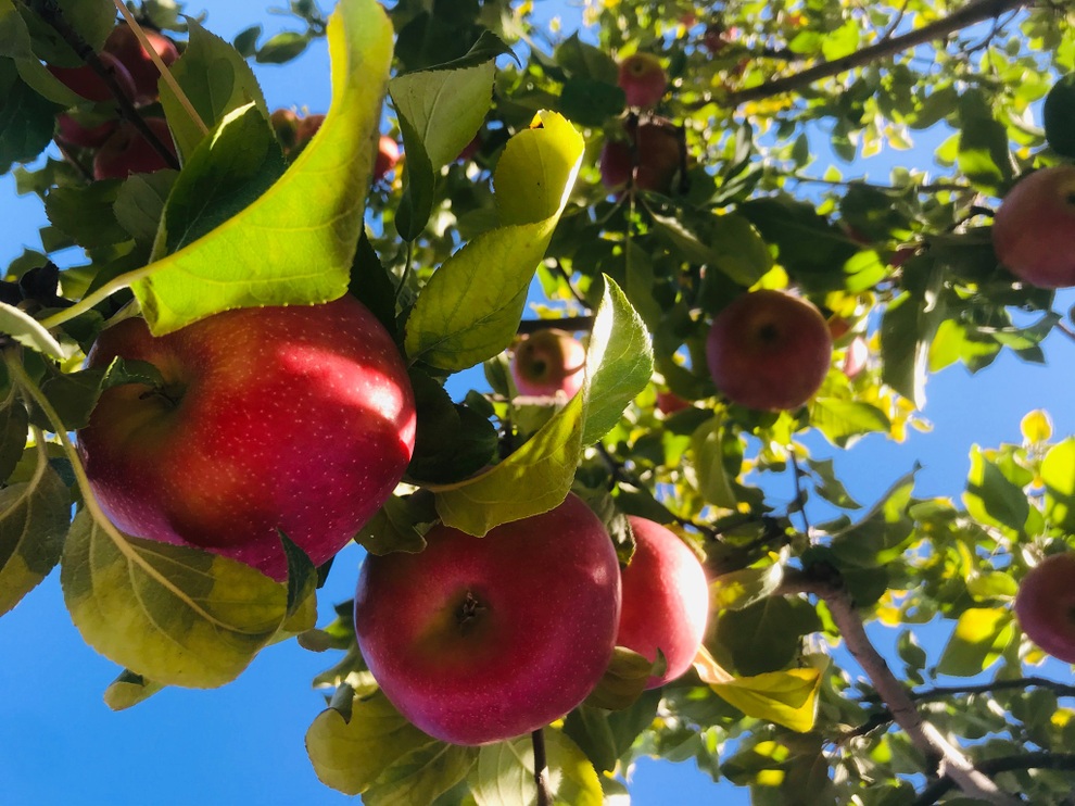 Vườn 600m2 yên bình, bội thu bầu, mướp của gia đình Việt Nam ở Canada - 12 Vườn 600m2 yên bình, bội thu bầu, mướp của gia đình Việt Nam ở Canada - 12