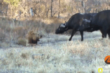Thấy sư tử bị "đồ sát", trâu rừng thản nhiên đến giúp và cái kết bất ngờ