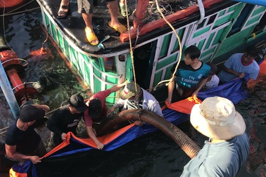 Chìm tàu cá, 6 ngư dân may mắn thoát chết