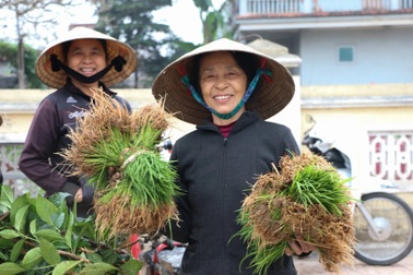 Nông dân hồ hởi nhổ lúa non bán, "vớ bẫm"