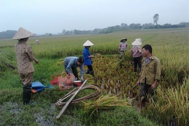 Yêu biết mấy mùa vàng