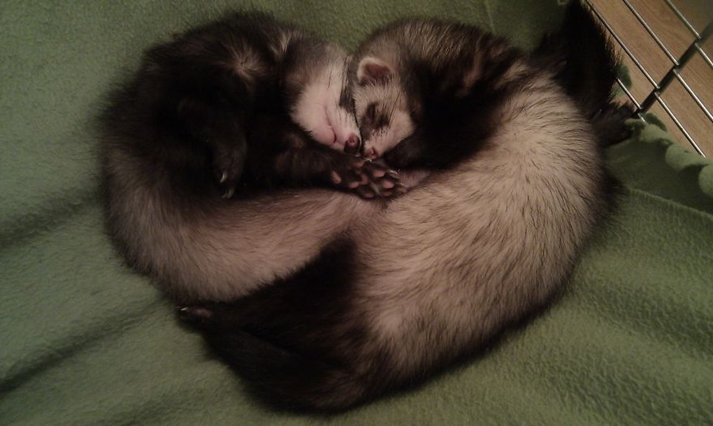 A pair of ferrets lying down creates a heart.