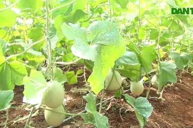 Mô hình trồng dưa lưới của anh Thạc sỹ trẻ trên vùng đất đỏ