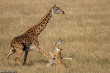 Khoảnh khắc hươu cao cổ mẹ nỗ lực bảo vệ con trước sư tử săn mồi