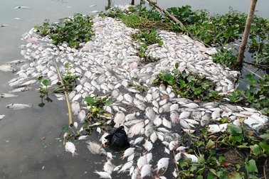 Vụ cá chết hàng loạt: Thiệt hại tài sản gần 14 tỷ đồng