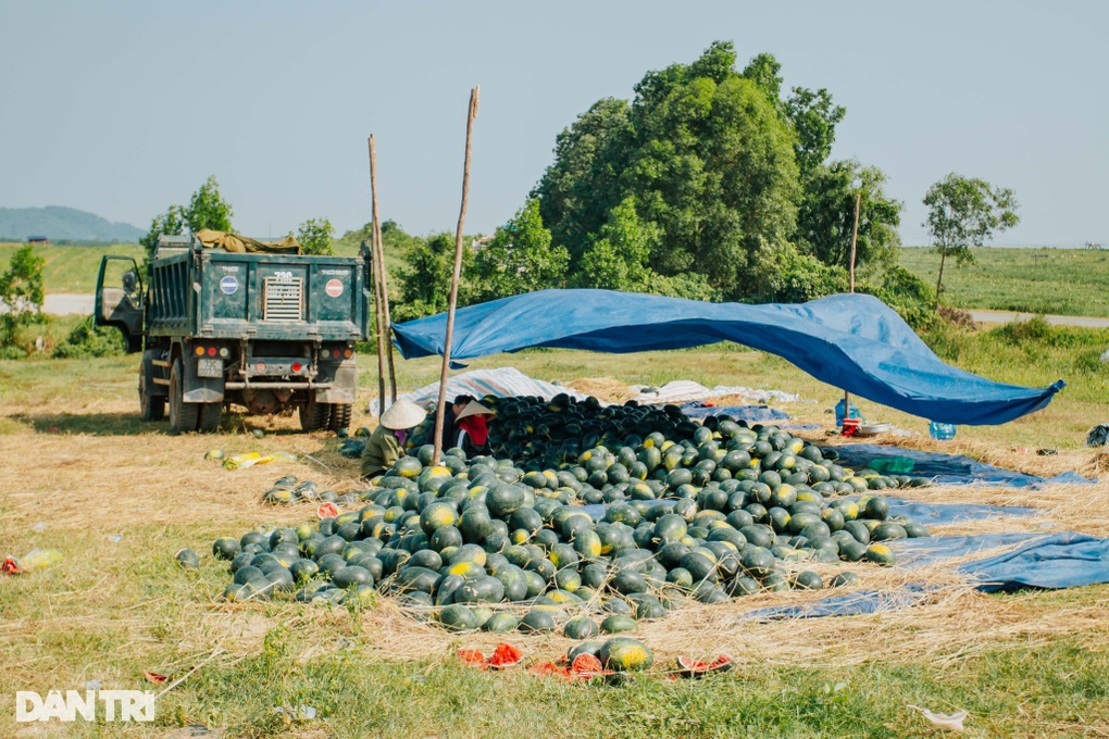 Dưa hấu chỉ 3.000-4.000 đồng/kg lại thêm mất mùa, người trồng khóc ròng - 2 Dưa hấu chỉ 3.000-4.000 đồng/kg lại thêm mất mùa, người trồng khóc ròng - 2