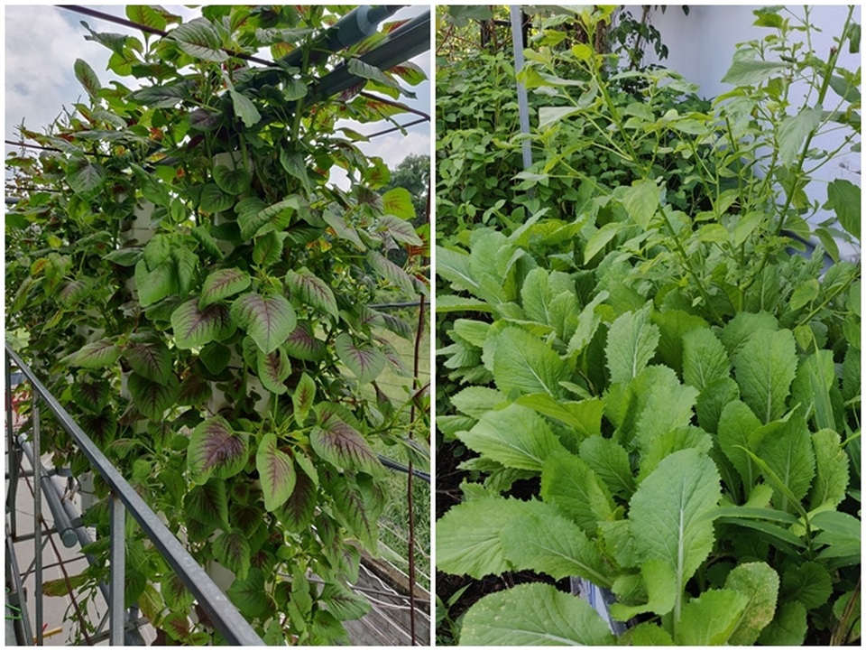 Ông chủ doanh nghiệp Đồng Nai chi 70 triệu trồng rau, nuôi cá trên sân thượng - 10 Ông chủ doanh nghiệp Đồng Nai chi 70 triệu trồng rau, nuôi cá trên sân thượng - 10