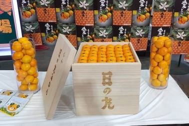 Hơn 2,2 triệu đồng/quả quýt hồng Nhật, đại gia "rút ví" mua luôn trăm quả