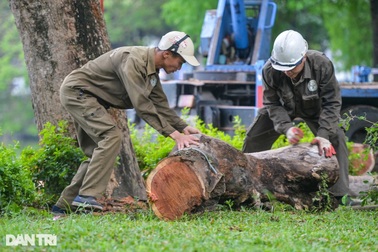 Hà Nội đấu giá 39m3 lõi và vỏ gỗ sưa được gần 155 tỷ đồng