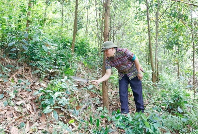 Mô hinh trồng cây keo từ nguồn vốn tín dụng ưu đãi