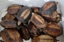 Cứu hộ 91 cá thể rùa Sa nhân quý hiếm