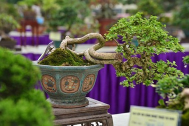 Cây cảnh tí hon giá ngàn đô khiến dân chơi bonsai “phát sốt"