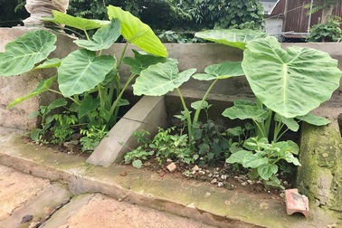 Khoét lỗ bê tông trồng rau: Hà thành sánh cùng Hà Giang