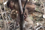 Thả 3 cá thể khỉ quý hiếm về tự nhiên