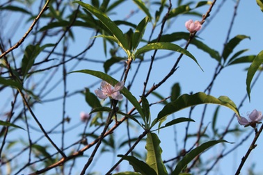 Người trồng đào lo “mất Tết” vì nắng nóng bất thường