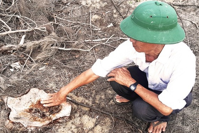 Bình Định: Phá trắng, đốt sạch trên 140ha rừng  - Ảnh 9.