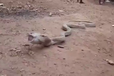 Sốc cảnh hổ mang chúa quằn quại nôn ra… chai nhựa