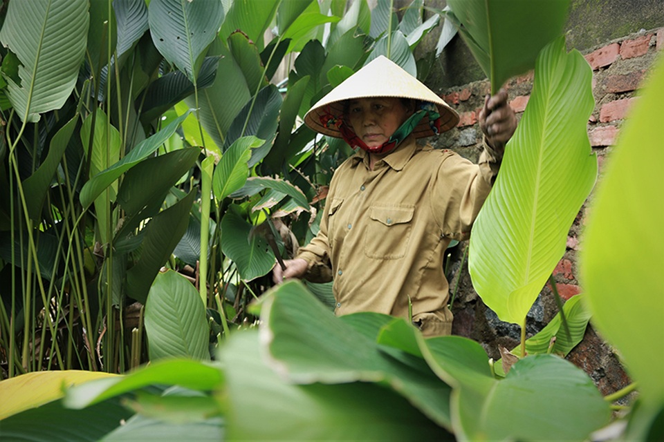 Hà Tĩnh: Thủ phủ lá dong Đức Thọ hối hả vào vụ Tết - 3 Hà Tĩnh: Thủ phủ lá dong Đức Thọ hối hả vào vụ Tết - 3