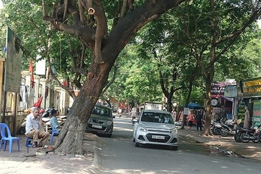 Hà Nội: Tồn tại nhiều cây nghiêng tiềm ẩn nguy hiểm trong mùa mưa bão