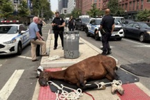 Ngựa kéo xe chở khách du lịch chết gục giữa phố đông người vì kiệt sức