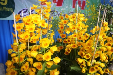 Mãn nhãn với chùm ảnh lan rừng đua sắc trong dịp nghỉ lễ