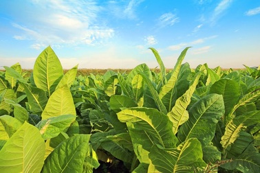 Giải pháp thay thế thuốc trừ sâu giúp cây trồng tự bảo vệ chống sâu bệnh