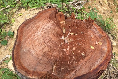 Vụ 189 cây Pơ Mu bị đốn hạ: Thêm 2 cán bộ kiểm lâm bị khởi tố