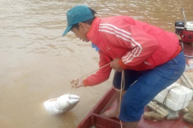 Theo chân ngư phủ săn “thủy quái” sông Đà