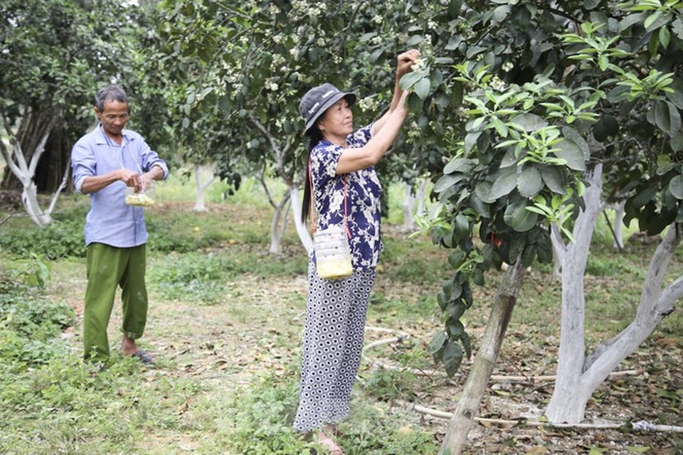 Xem nông dân Hà Tĩnh thụ phấn cho đệ nhất bưởi - 9