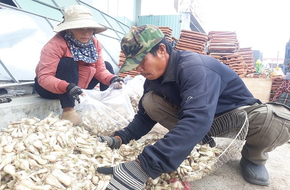 Giá kiệu Tết tăng cao, nông dân phấn khởi thu lãi tiền triệu mỗi sào - 1 Giá kiệu Tết tăng cao, nông dân phấn khởi thu lãi tiền triệu mỗi sào - 1