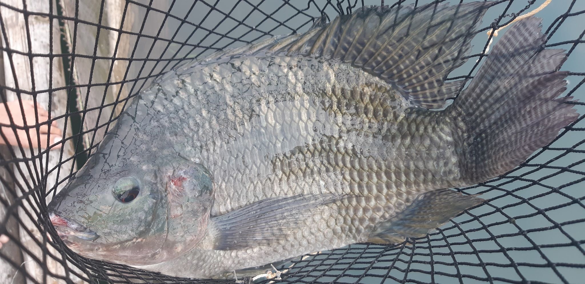 Nuôi cá rô phi khủng, Tết bắt lên bán giá gần 500 ngàn đồng/con - 3 Nuôi cá rô phi khủng, Tết bắt lên bán giá gần 500 ngàn đồng/con - 3