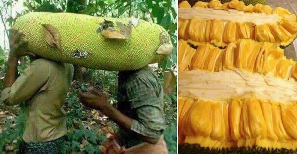 Loài mít ngoại lai hiếm có khó tìm, quả dài cả mét như đột biến - 6 Loài mít ngoại lai hiếm có khó tìm, quả dài cả mét như đột biến - 6