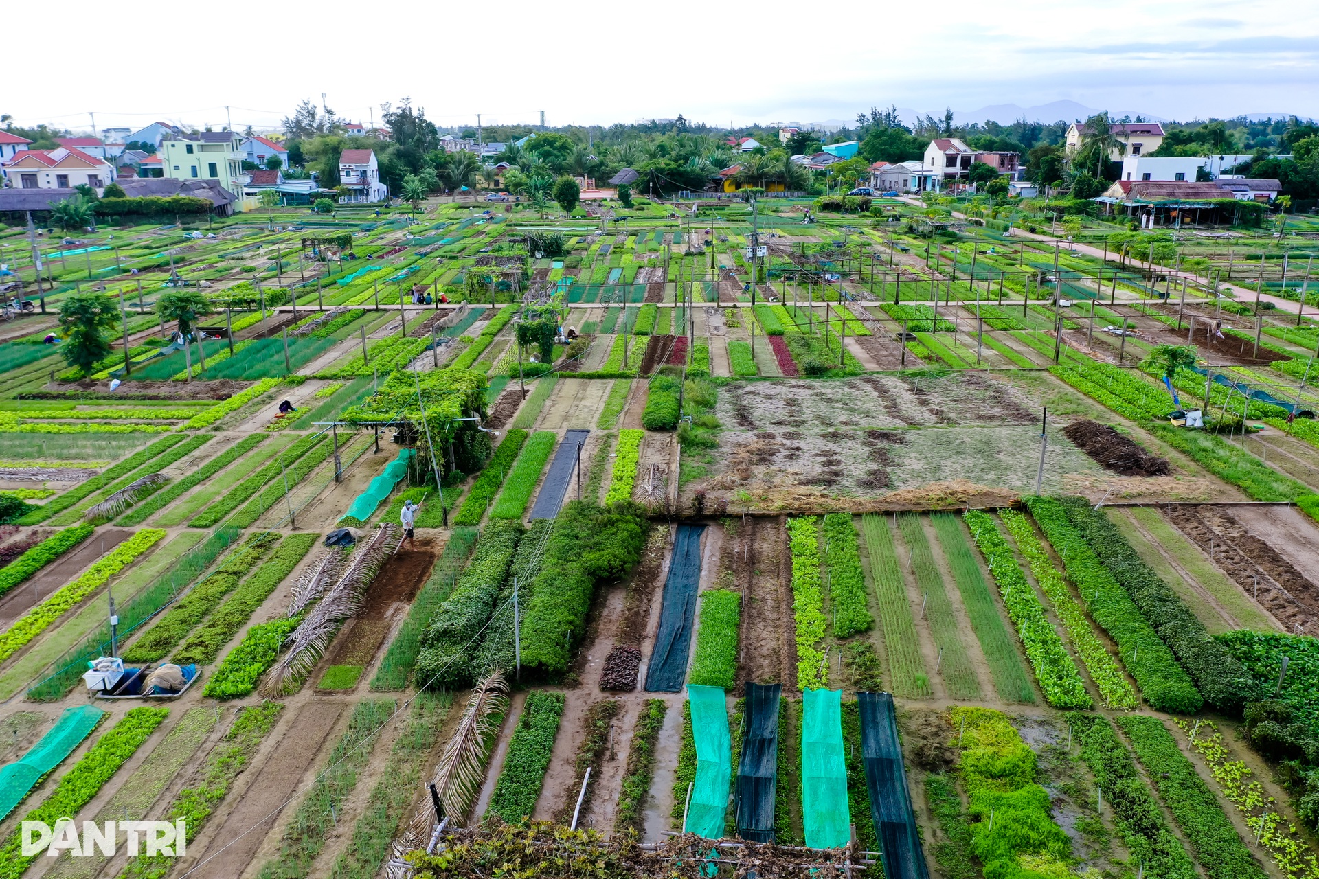 Trải nghiệm tại làng rau 400 năm tuổi vừa được công nhận di sản quốc gia - 6