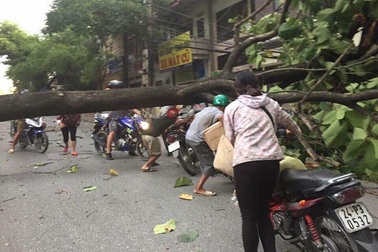 Gió lốc quật ngã nhiều cây xanh, làm tốc mái gần 800 nhà dân Lào Cai