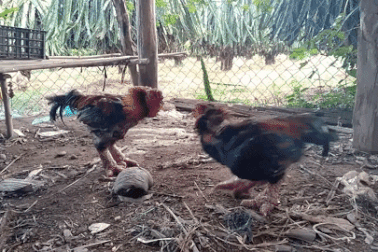 Gà Đông Tảo quý hiếm thế nào mà có giá bán "trên trời", cao đến kinh ngạc?