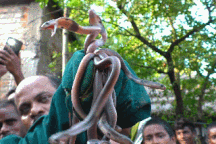 Phát hiện ổ rắn hổ mang cực độc ẩn nấp dưới nền nhà