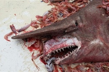 Kinh ngạc bắt được cá mập yêu tinh ngoài biển Florida