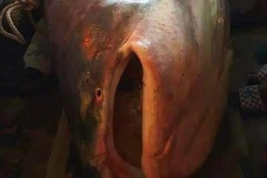 Nông dân An Giang bắt được cá quý 230kg, bán 46 triệu đồng