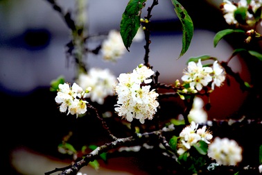 Ngắm thiên đường hoa mận nở nơi Mường Lống những ngày cuối năm