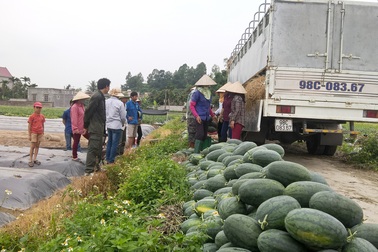 Nông dân trúng lớn vì dưa hấu được mùa, được giá