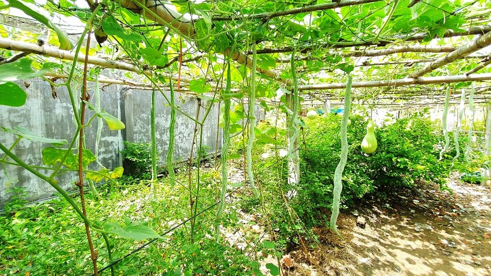 “Vua bầu khổng lồ” miền Tây sở hữu giàn mướp có trái dài đến 2m - 2 “Vua bầu khổng lồ” miền Tây sở hữu giàn mướp có trái dài đến 2m - 2