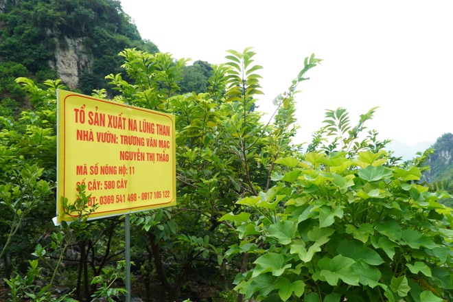 Cảnh những chuyến na “bay trên trời” ở Lạng Sơn - 13 Cảnh những chuyến na “bay trên trời” ở Lạng Sơn - 13